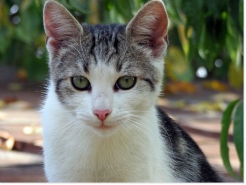 chat gris bleu et blanc